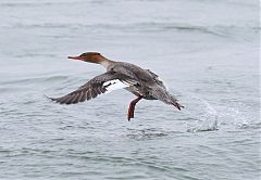 Red-breasted Merganser